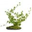 Zoo Med Button Fern