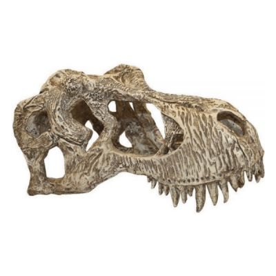 komodo dino skull