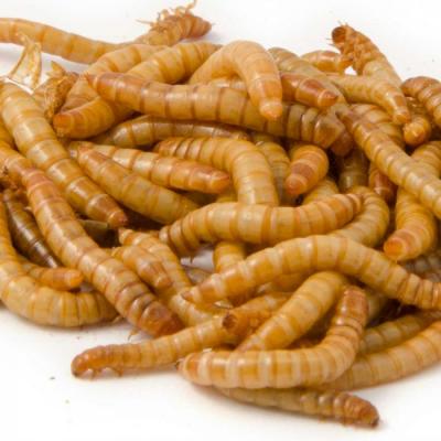 Meelwormen
