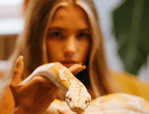 Hoe introduceer ik mijn kind met een reptiel?