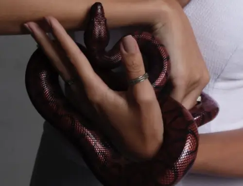 Help, mijn slang is ontsnapt! Wat nu?!