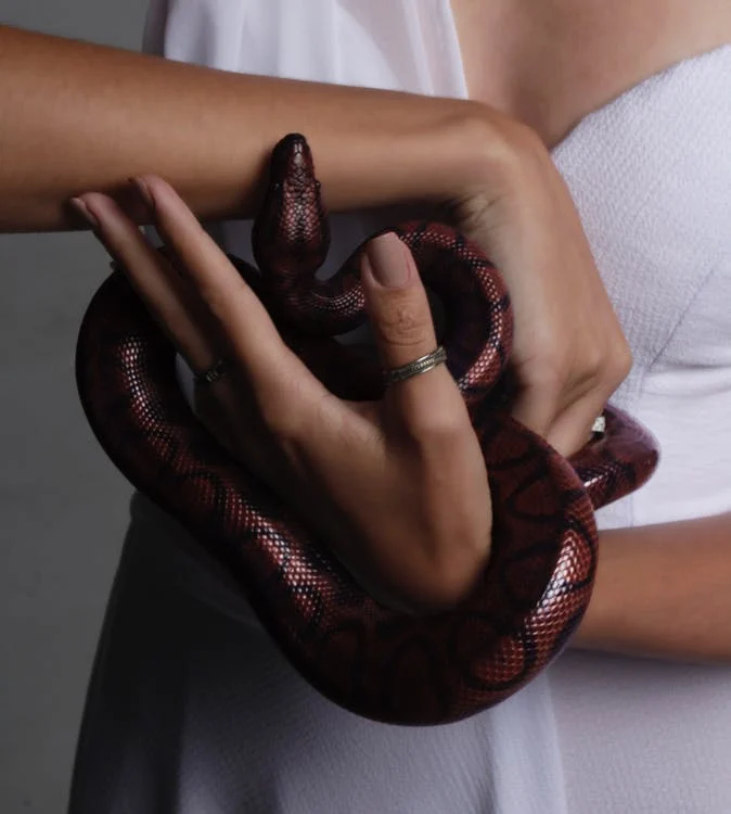 Regenboogboa terrarium reptiel blog slang ontsnappen