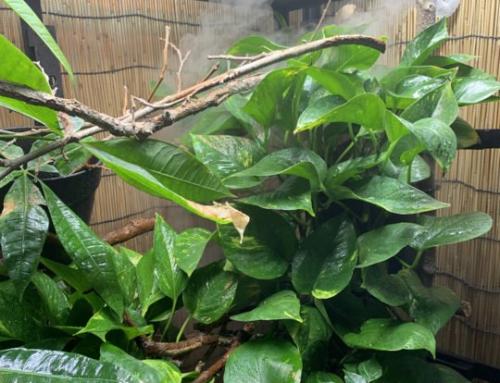 De lijst met eetbare planten voor het bioactieve terrarium