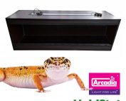 Terrarium pakket luipaardgekko