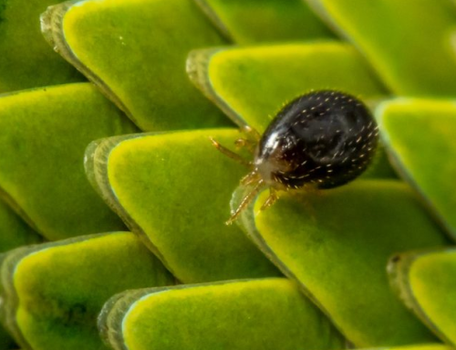 Help! Mijn slang heeft mijten!