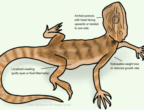 Het Adenovirus bij baardagamen