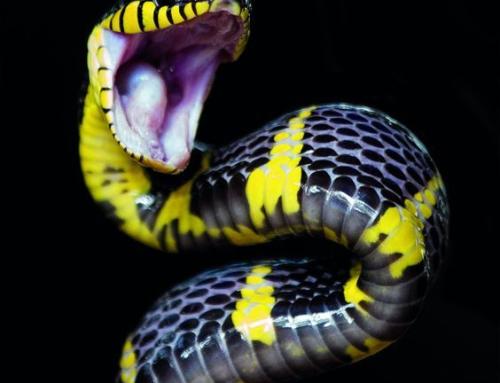 Help! Mijn slang eet niet!