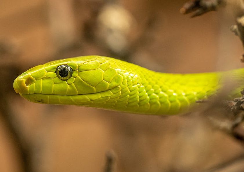 Slangen zijn niet doof