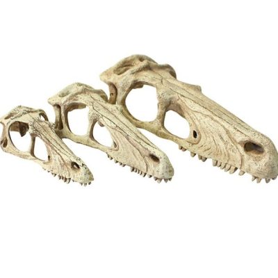 Raptor skull komodo